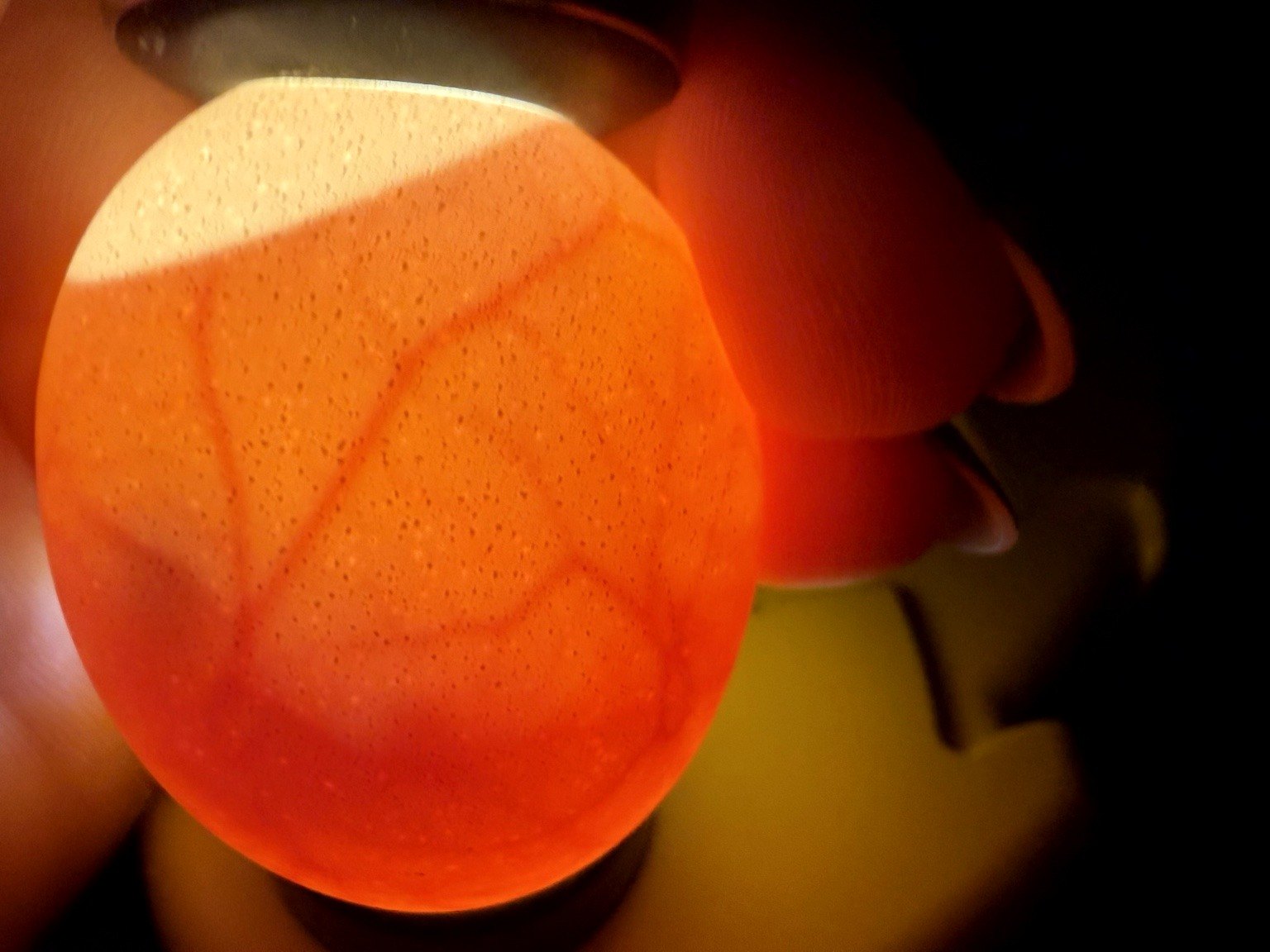 A candled developing chicken egg