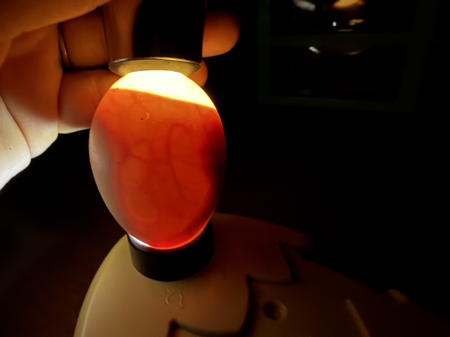 Actual developing egg illuminated during candling