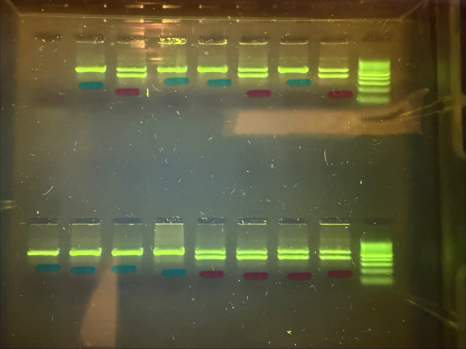 DNA gel results