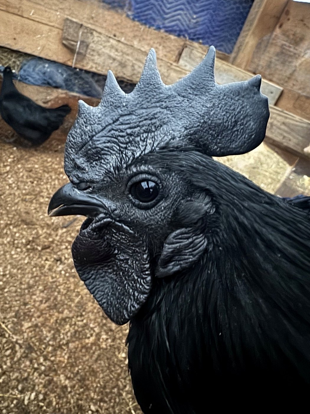 Black chicken at Babbitt Hill Homestead