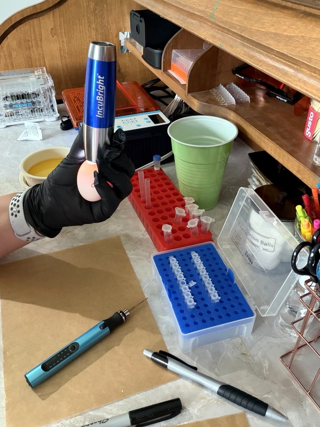 Hands-on in-ovo sampling demonstration at Babbitt Hill Homestead